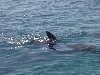 dolphins pictures 051005-10.jpg
