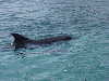 dolphins pictures 051005-14.jpg