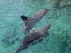 dolphins pictures 051005-16.jpg