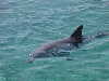dolphins pictures 051005-19.jpg