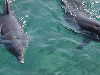 dolphins pictures 051005-30.jpg