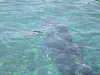 dolphins pictures 051005-37.jpg
