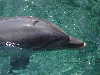 dolphins pictures 051005-41.jpg