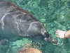 dolphins pictures 051005-43.jpg