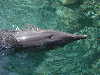 dolphins pictures 051005-44.jpg