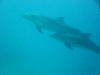 dolphins pictures 061016-16.jpg