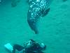dolphins videos 031103-02