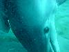 dolphins videos 040416-02