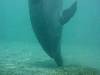 dolphins videos 040427-01
