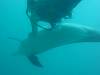 dolphins videos 040427-03