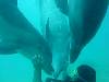 dolphins videos 040427-04