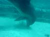 dolphins videos 040515-08
