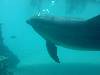dolphins videos 040515-09