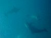 dolphins videos 040703-06