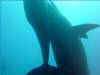 dolphins videos 040703-07