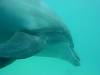 dolphins videos 050802-02