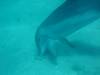 dolphins videos 050819-20