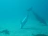 dolphins videos 050821-06