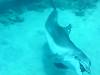dolphins videos 050822-21