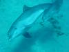 dolphins videos 050822-22