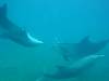 dolphins videos 050822-26