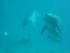 dolphins videos 061016-04