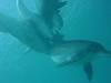 dolphins videos SpringLessons